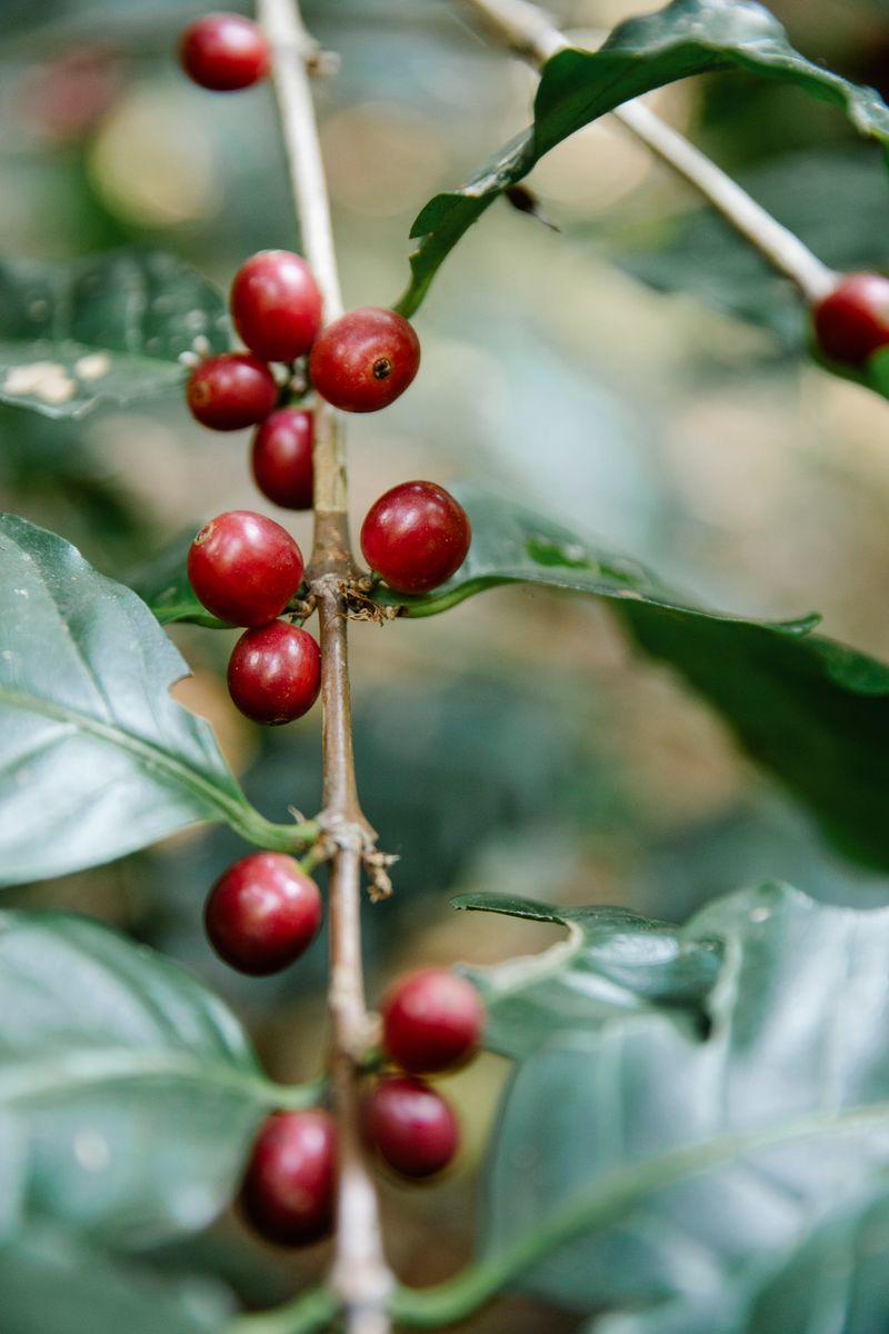 Cerezas de café rojas maduras en ramas verdes