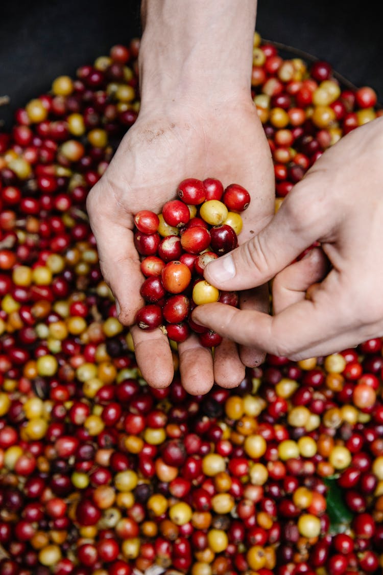 Cranberries On The Palm Of A Hand