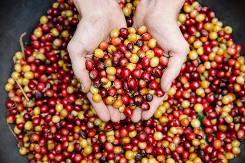 A Handful of Fresh Coffee Fruits