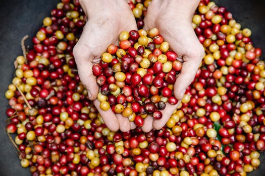 ethically sourced coffee
