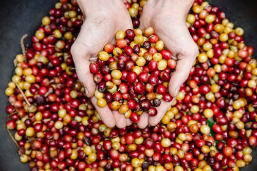 Free Close-up of hands holding freshly harvested coffee cherries. Vibrant and colorful. Stock Photo