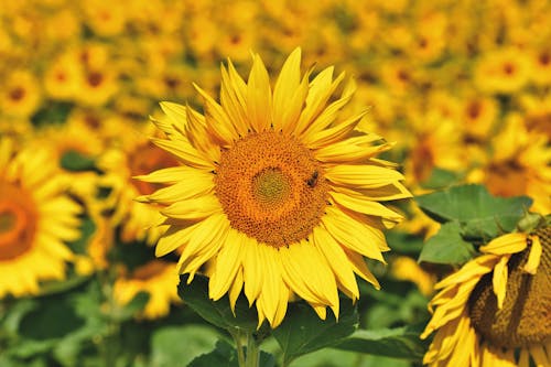 Close-Up Shot of a Sunflower in Bloom