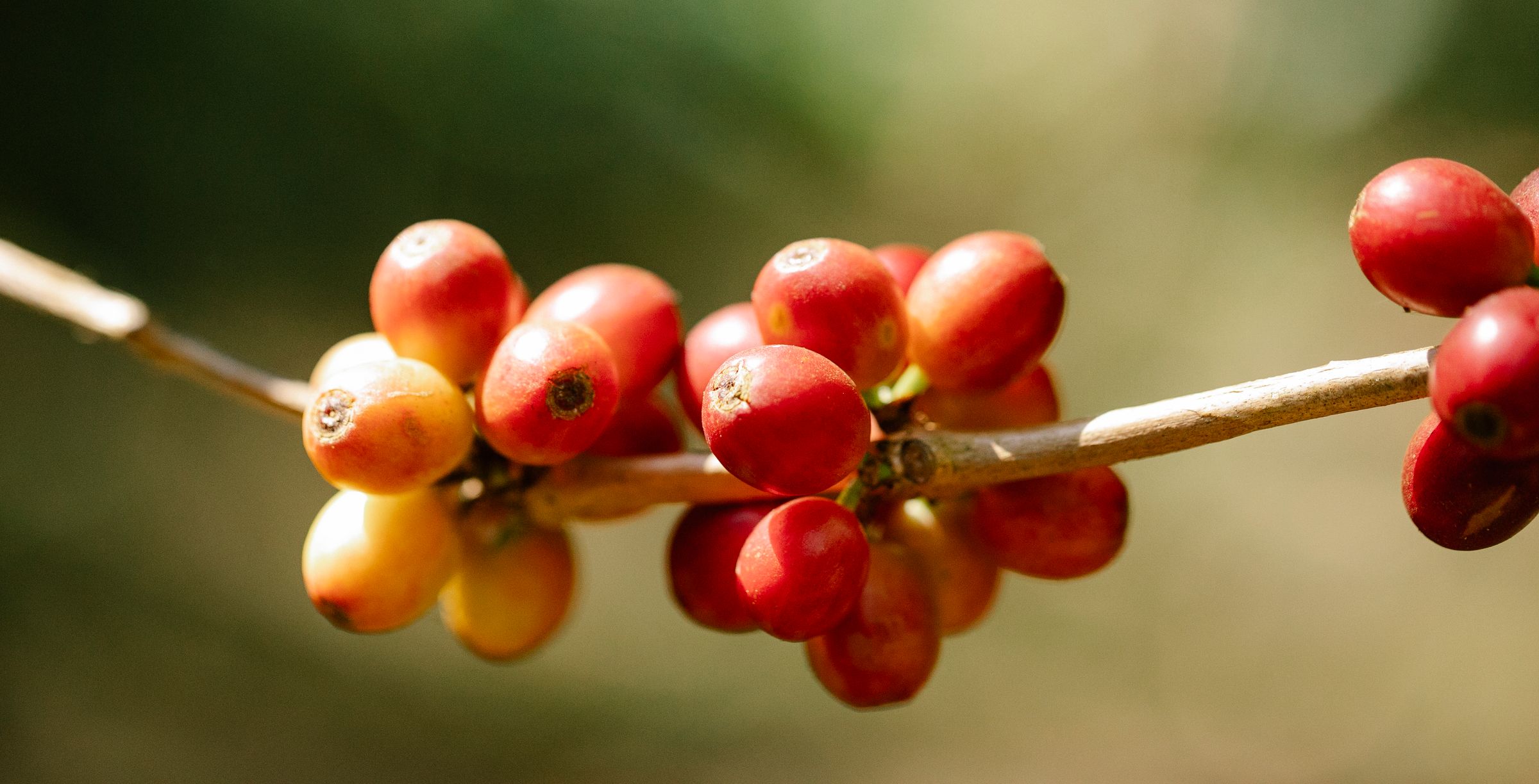 Close-up of vivid red coffee cherries growing naturally on branch outdoors.