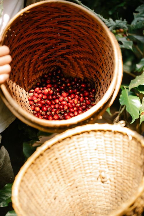 Free Top view of a woven basket filled with ripe coffee berries under sunlight, showcasing a harvest scene. Stock Photo