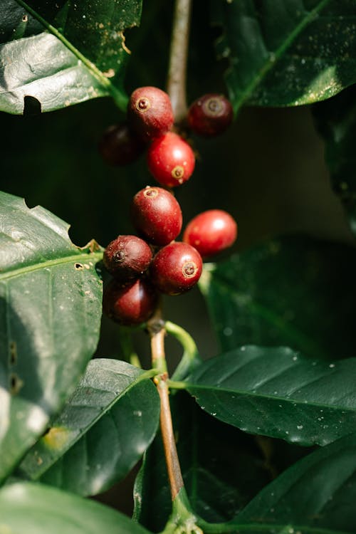 Free Red Round Fruits of a Coffee Tree Stock Photo