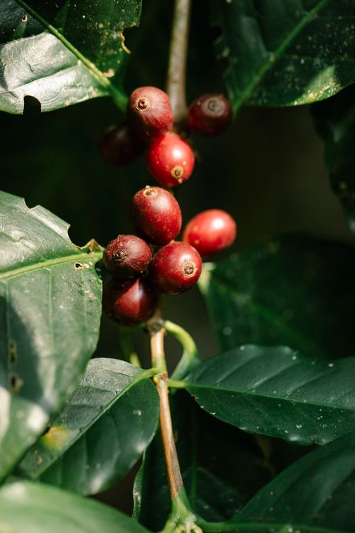 Free Close-up of ripe coffee cherries on a branch, highlighting nature's bounty. Stock Photo