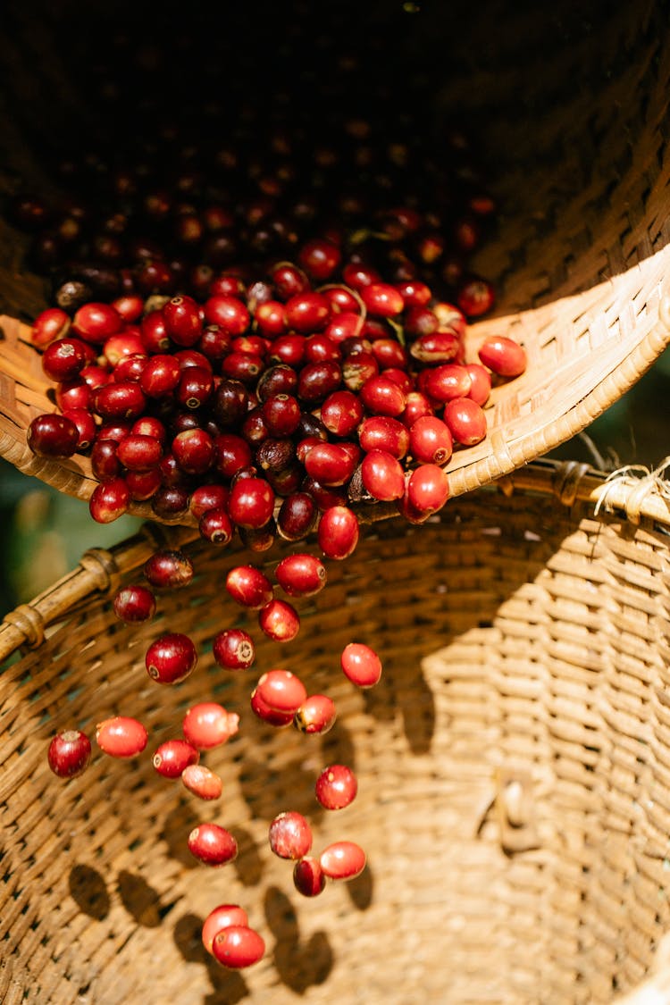 Close Up Of Cranberries In A Basket