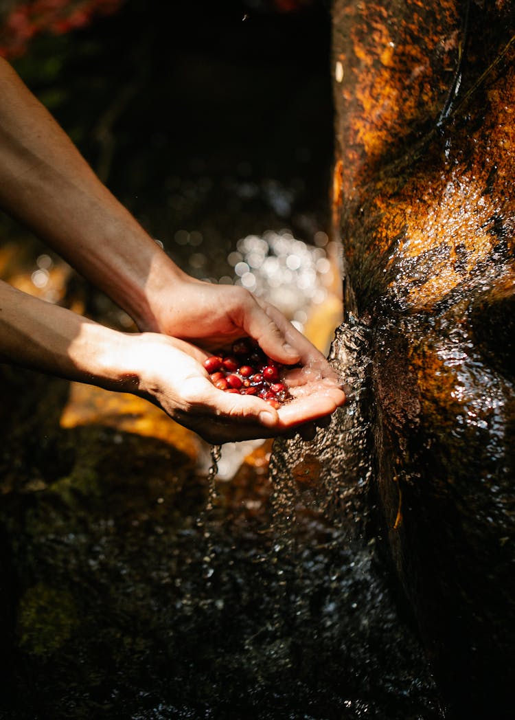 Anonymous Person Washing Coffee Beans In Nature