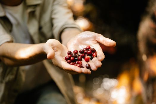 Crop unrecognizable male demonstrating handful of ripe red coffee beans in hands while sitting in countryside on blurred background during harvesting season