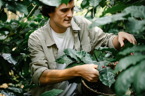 Crop focused male with wicker basket collecting ripe coffee beans while standing near green branches during harvesting season in woods