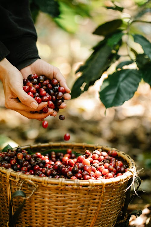 Faceless person near basket full of coffee berries in countryside