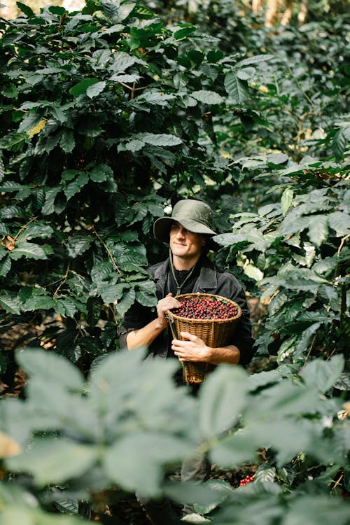 Free Man in hat carrying wicker basket with ripe red coffee berries while strolling among lush green plants in woods during harvesting season Stock Photo