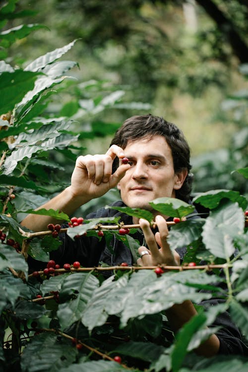 Free Focused man near branch with coffee beans Stock Photo