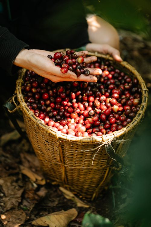 Free From above of crop anonymous person near wicker basket full of ripe red coffee beans in countryside during harvesting season Stock Photo