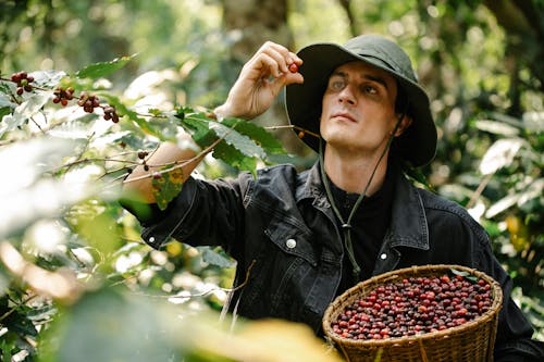 Focused male in hat standing with wicker basket full of ripe coffee beans standing near green branches in forest on blurred background