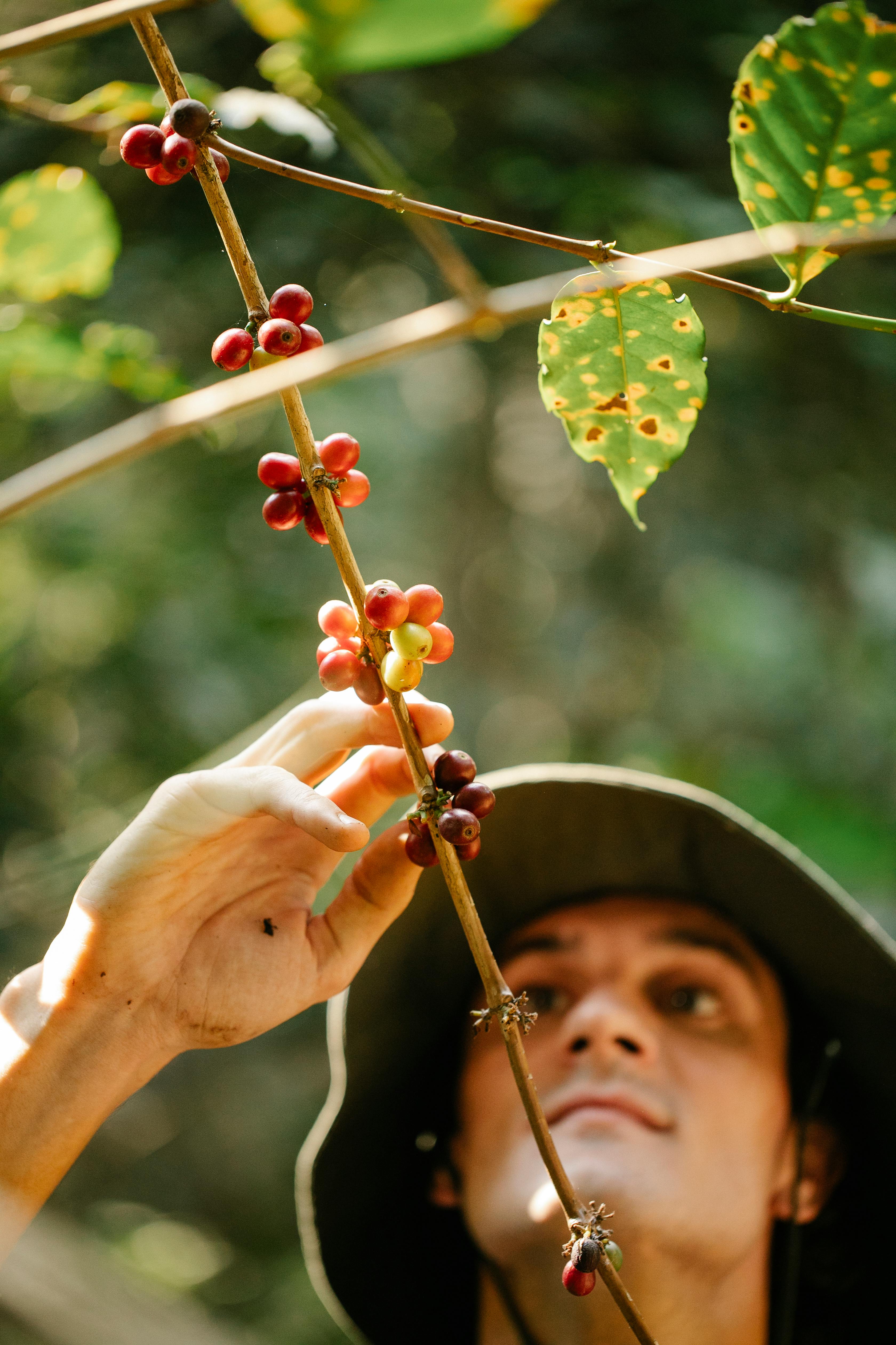 man with hat collecting ripe coffee berries from tree branch in sunny forest on blurred background