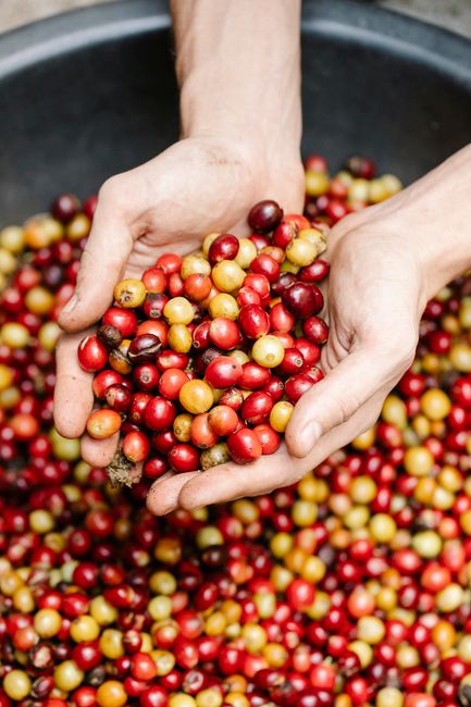 From Seedling to Shrub: The Life Cycle of a Coffee Bean From Seedling to Shrub: The Life Cycle of a Coffee Bean
