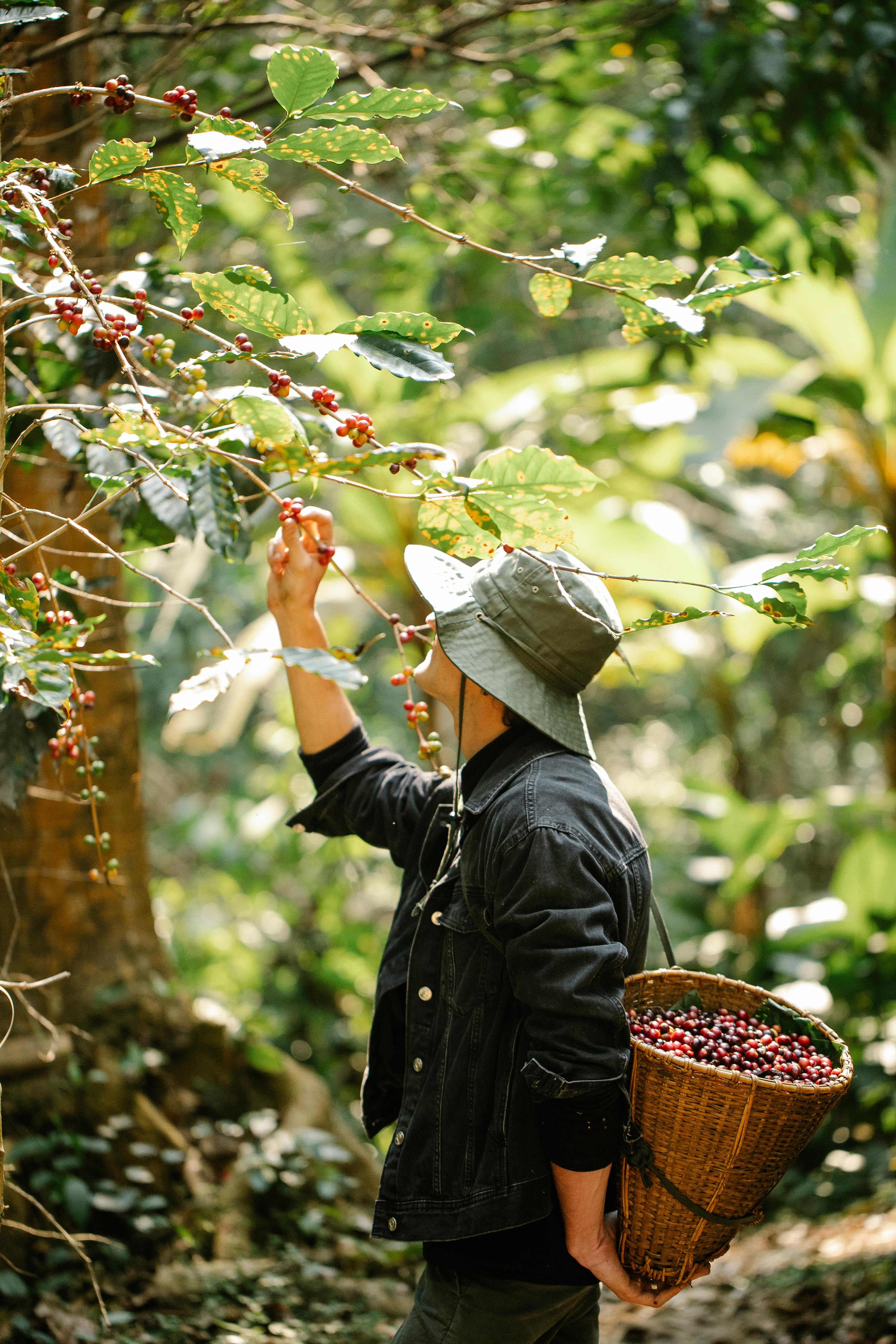 Man picking coffee berries from branch