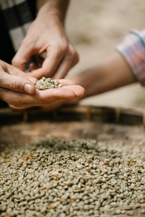 Free Unrecognizable man with handful of coffee beans Stock Photo