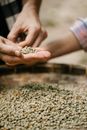 Unrecognizable man with handful of coffee beans