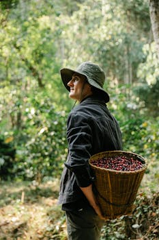 A man with a basket collects ripe coffee berries in a verdant forest setting.