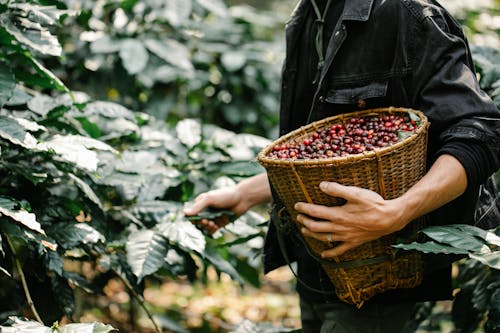 Crop anonymous male standing near branches with leaves while collecting ripe coffee beans in wicker basket during harvesting season in forest