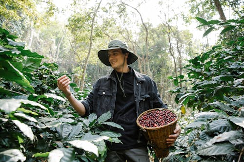 Free Positive man harvesting coffee berries in woods Stock Photo
