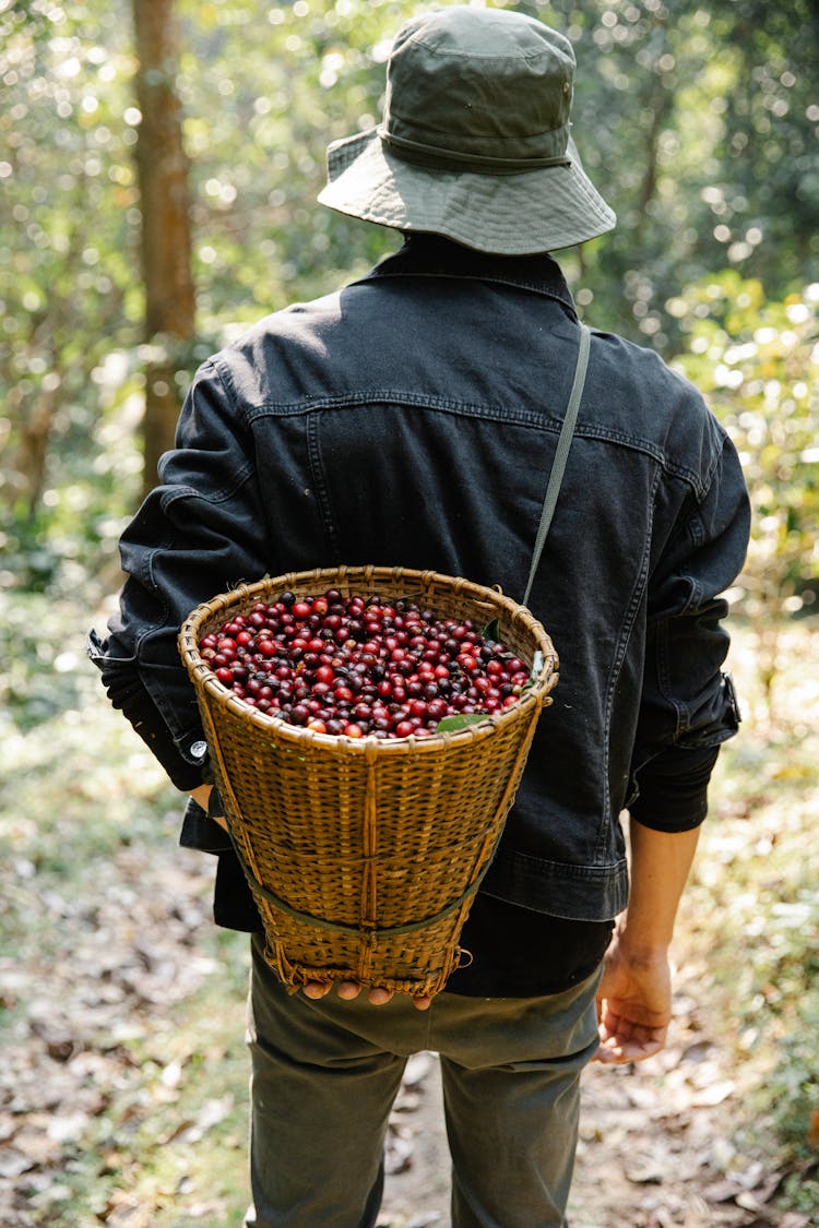 Unrecognizable Man With Basket Of Coffee Beans