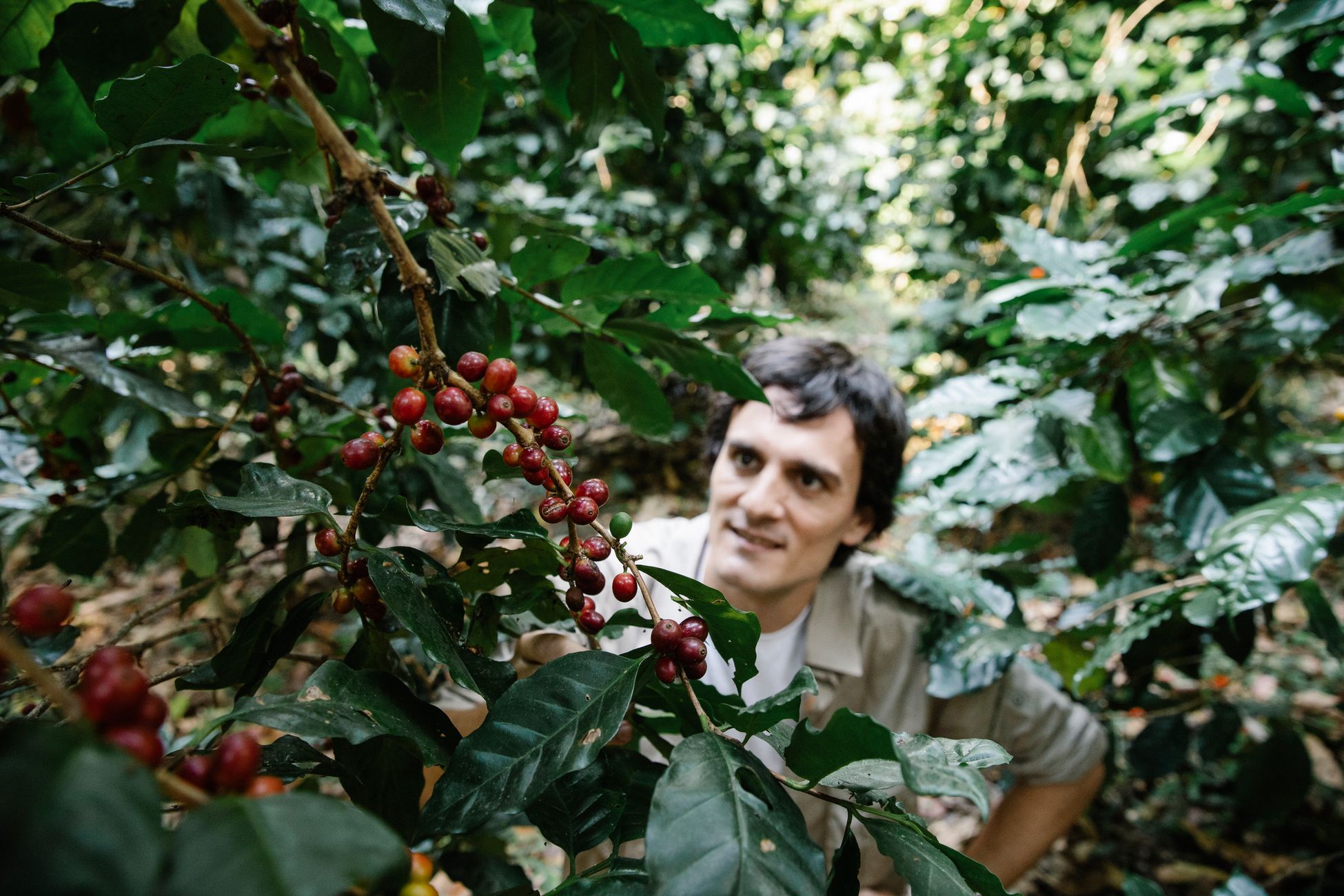 From above of focused male looking at green sprig with ripe red coffee beans while standing in forest during harvesting season