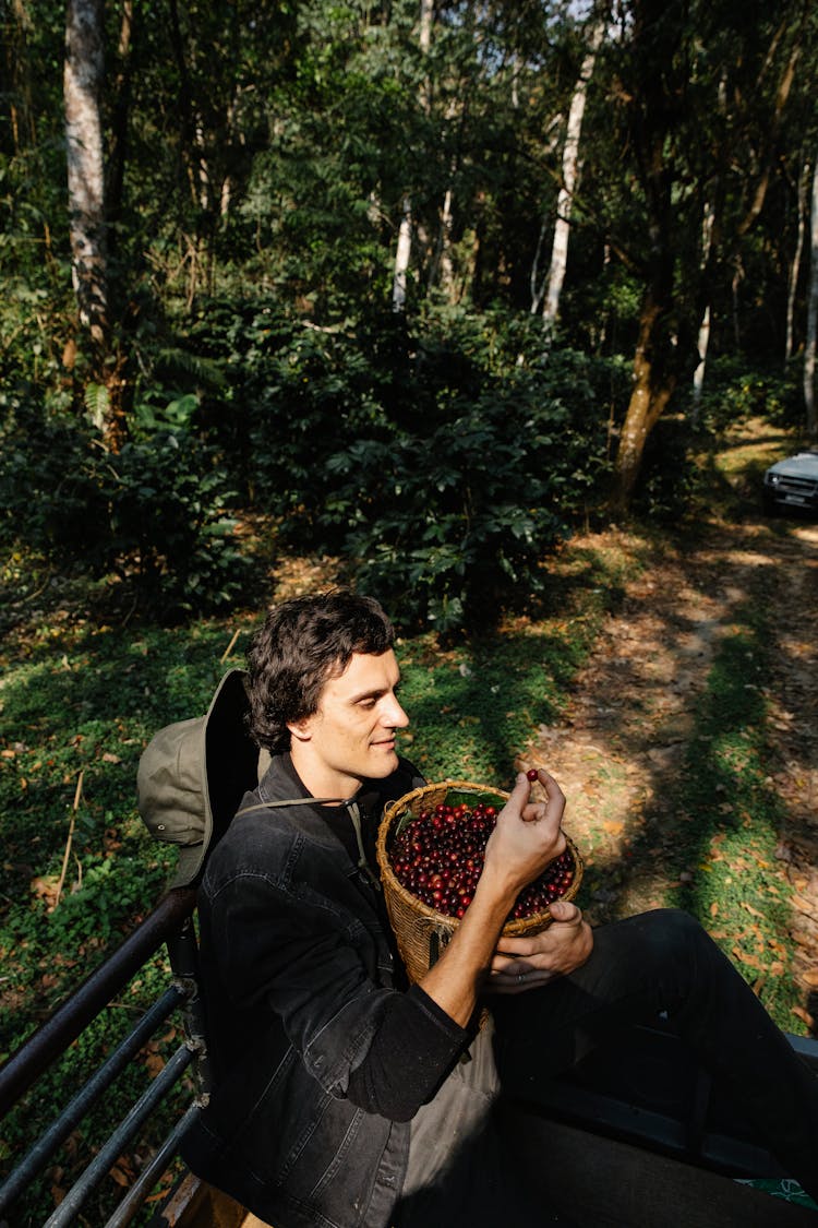 Man Picking Up Coffee Berry From Basket In Forest