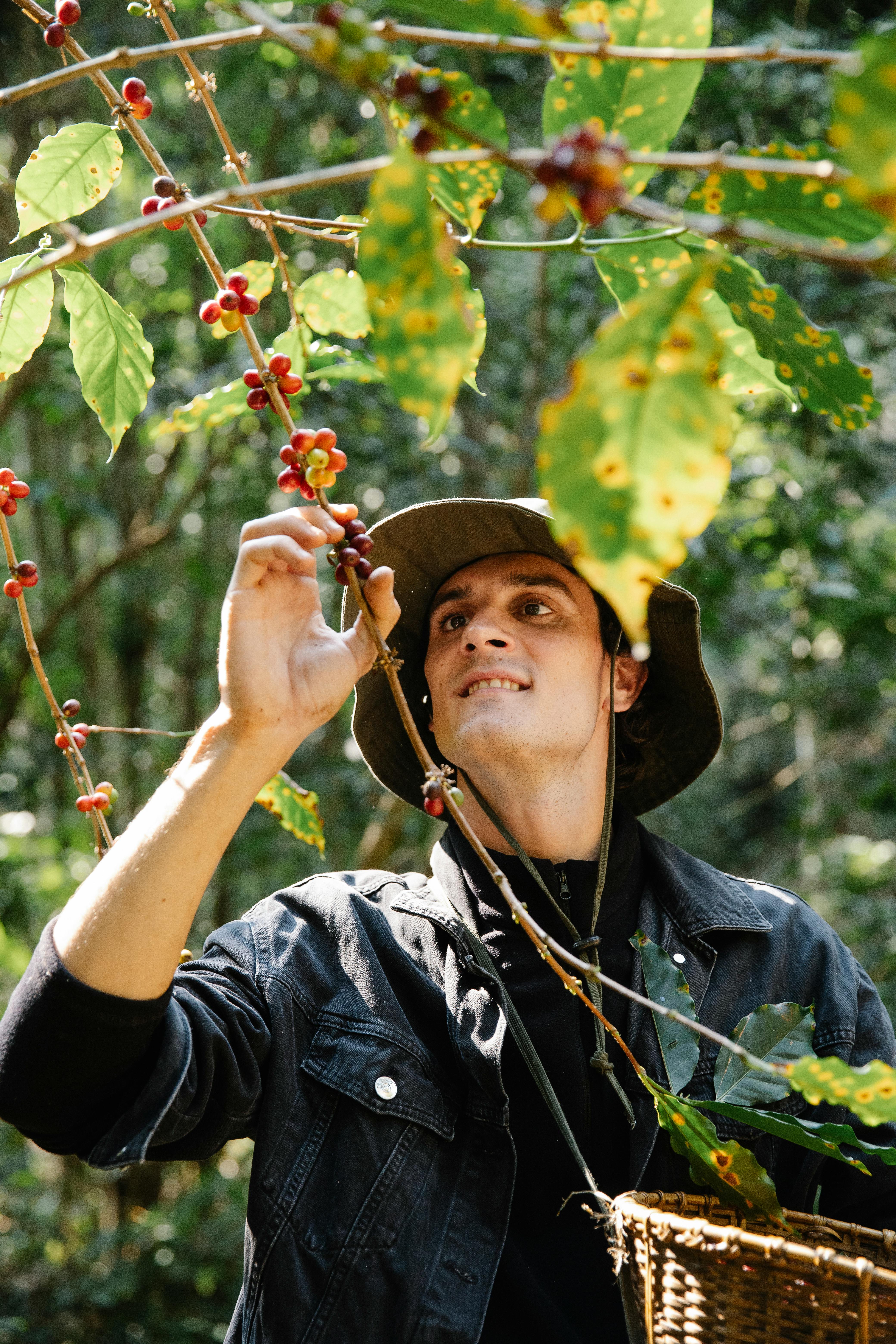 Male picking up coffee berry from branches · Free Stock Photo