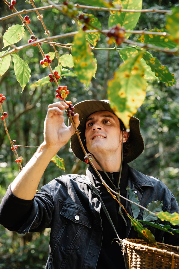 Male Picking Up Coffee Berry From Branches