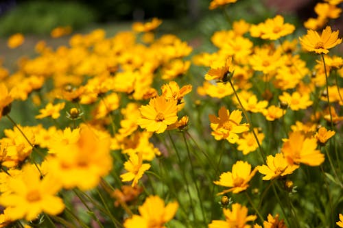 Selective Focus Photography of Yellow Daisy Flowers