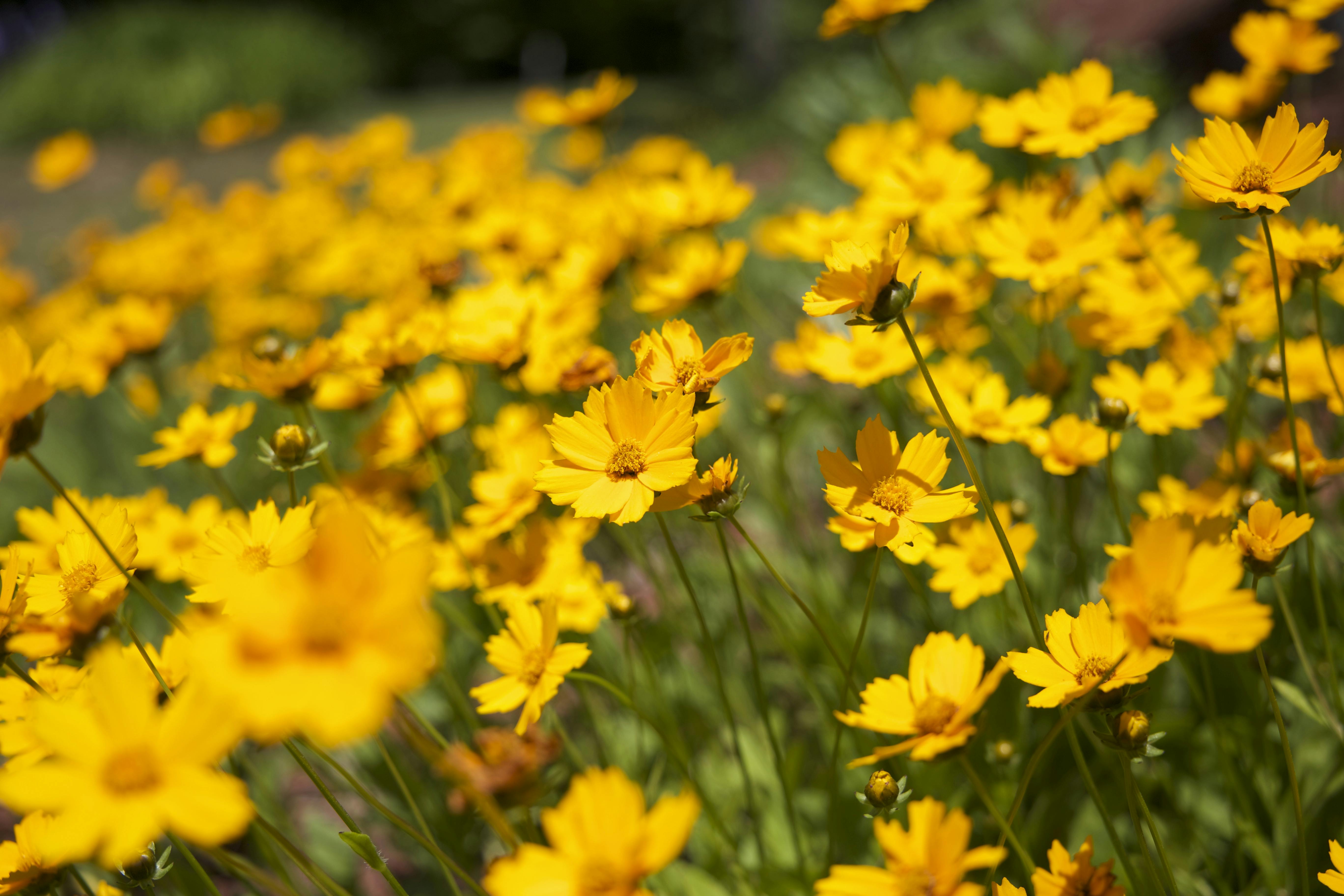 Summer flowers \u00b7 Free Stock Photo