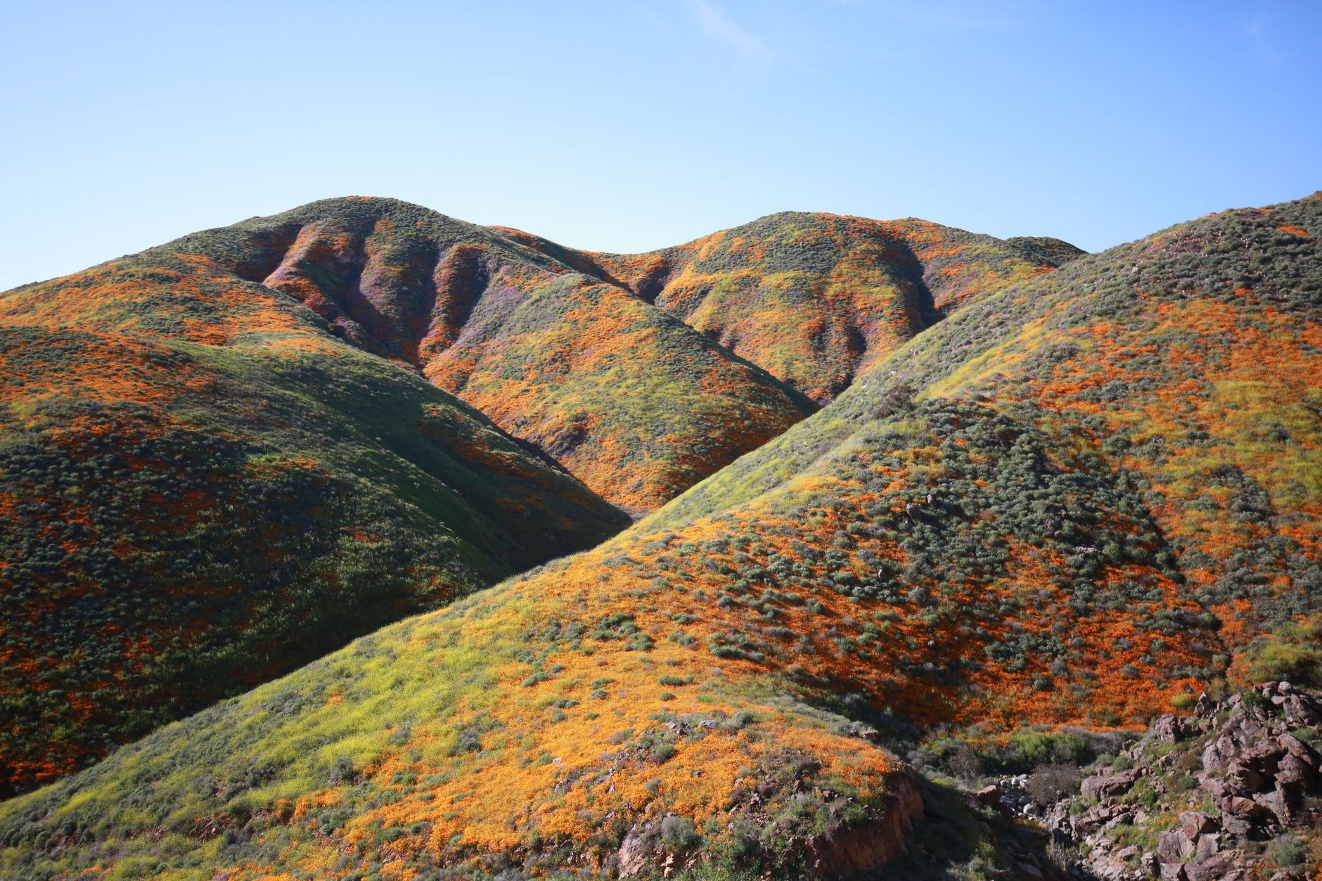 Scenic view of colorful poppy fields on hills in Lake Elsinore, California.