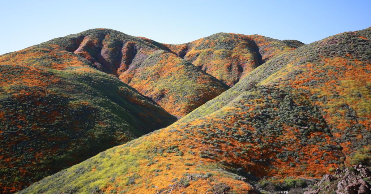 Scenic view of colorful poppy fields on hills in Lake Elsinore, California.