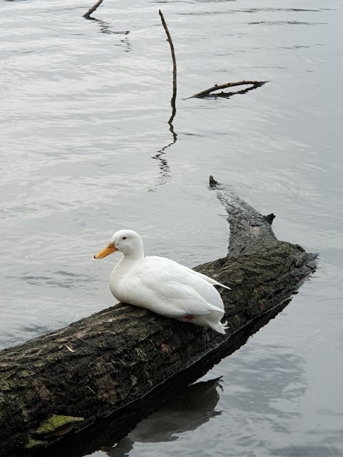 A Duck Sitting on a Wooden Log near the Body of Water