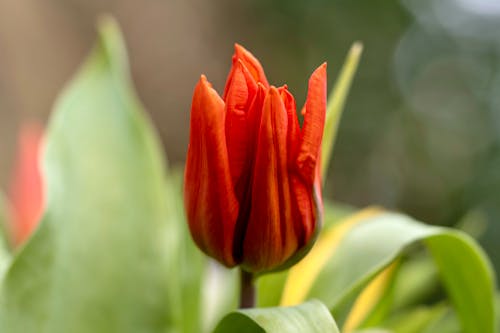 Foto d'estoc gratuïta de delicat, enfocament poc profund, flor