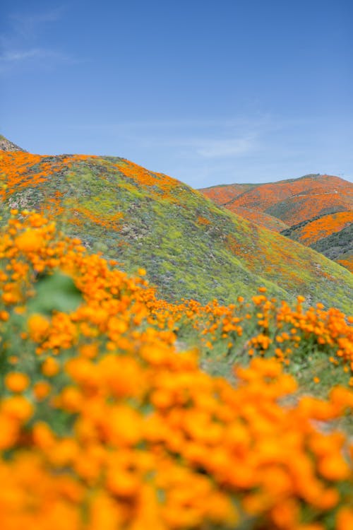 Birleşik Devletler, bitki örtüsü, california poppy içeren Ücretsiz stok fotoğraf