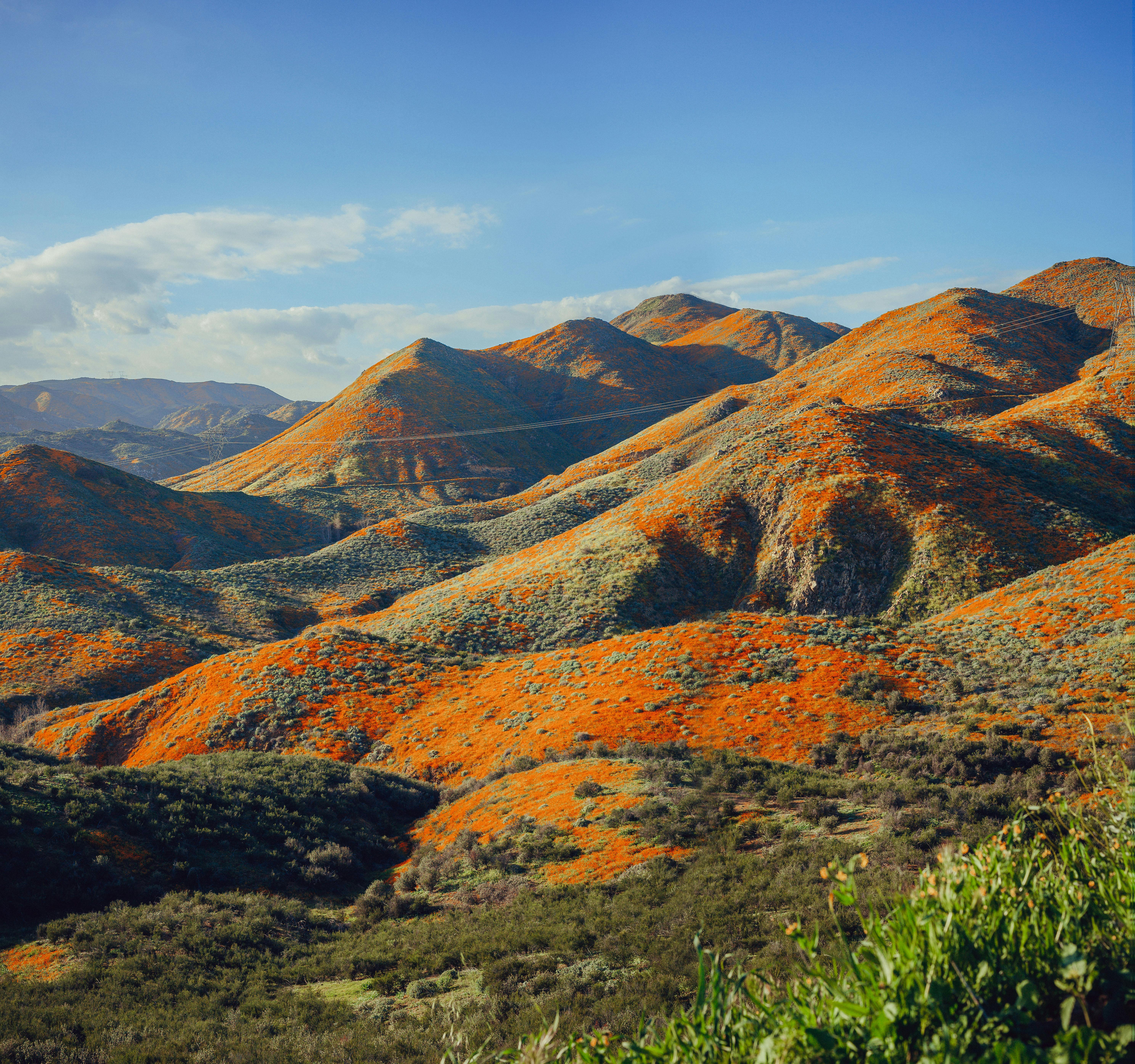 Vibrant hills coated with poppies in Lake Elsinore, showcasing nature's beauty.