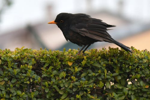 Free A Blackbird Perched on a Hedge Stock Photo