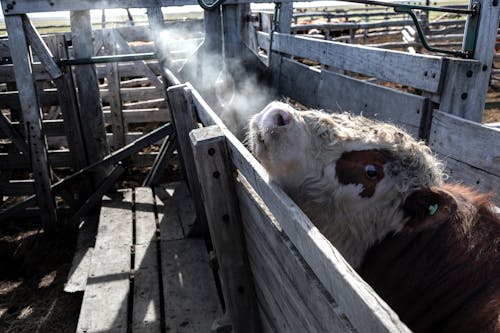 бесплатная Бесплатное стоковое фото с домашний скот, дым, животноводство Стоковое фото