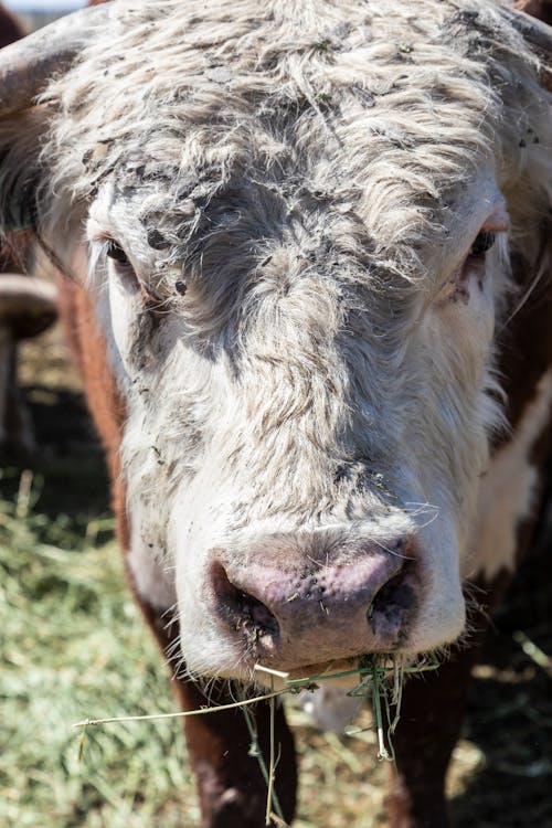 Close-up Shot of a Cow's Head