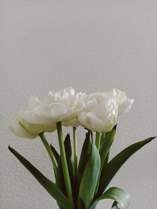 White Tulips in Close-up Shot