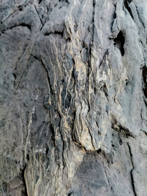 Free Detailed close-up of textured tree bark, showcasing natural patterns and earthy tones. Stock Photo