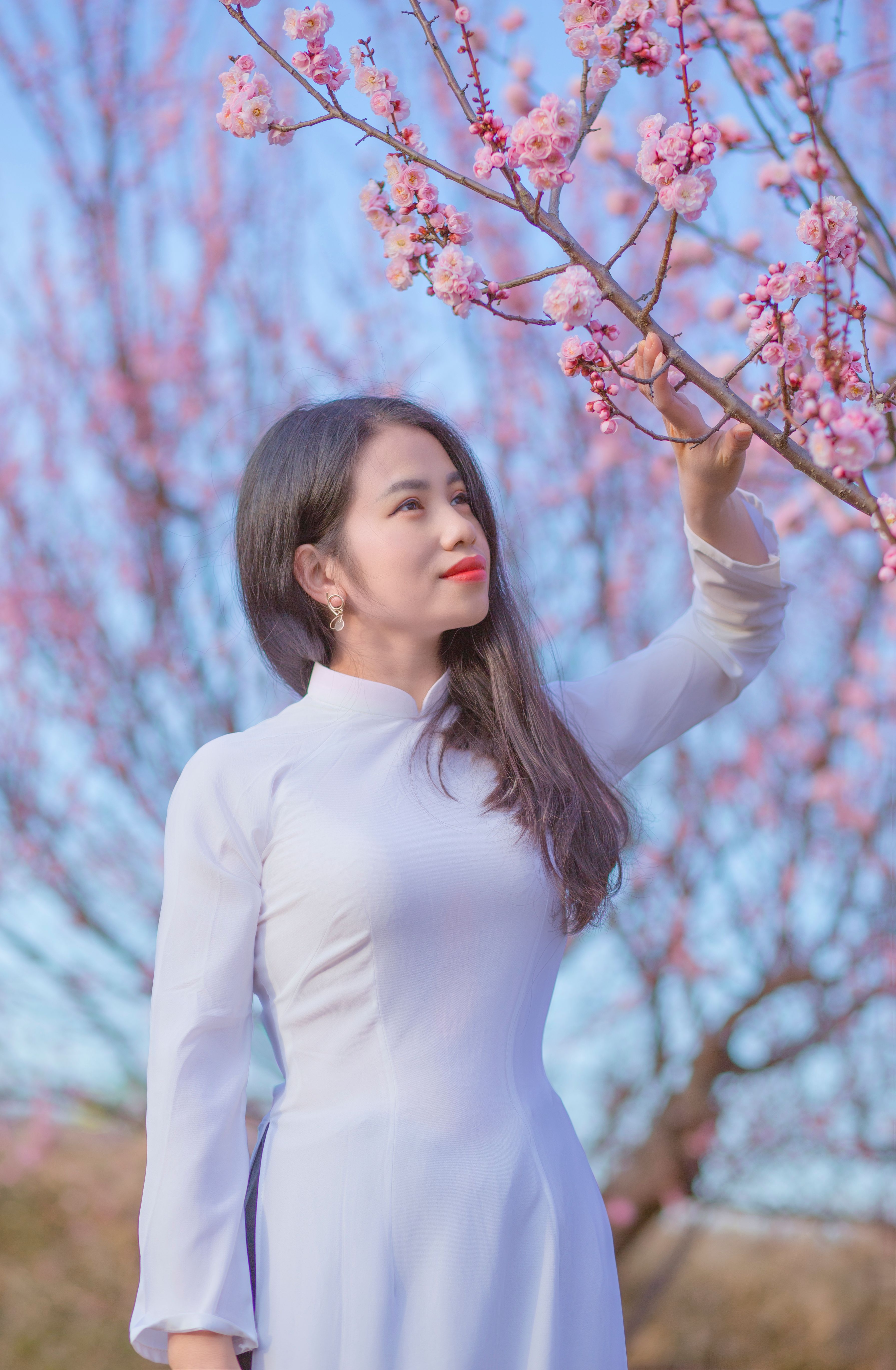 Asian woman in white Ao Dai reaches for cherry blossoms on a sunny spring day.