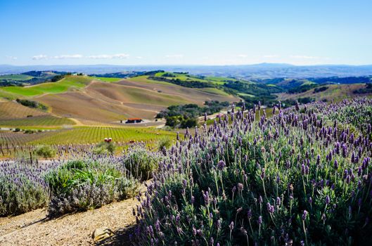 Dry Creek Valley near Healdsburg