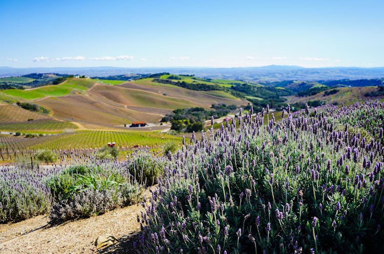 Lavender Flowers In A Sunny Valley 