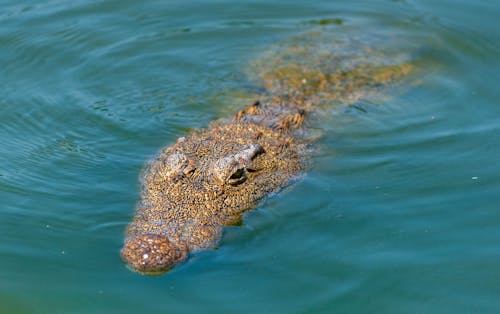 Free Crocodile swimming in turquoise water of river Stock Photo