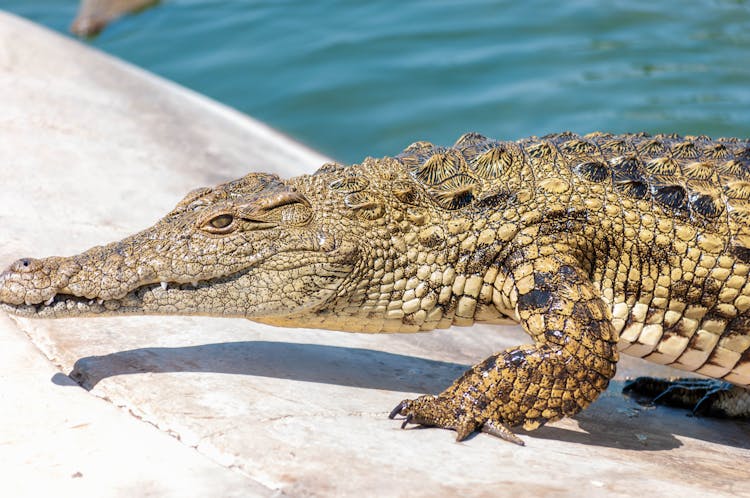 Graceful Scary Crocodile Near Water Of Pond